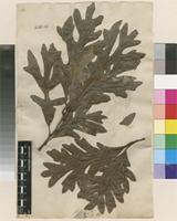 Lectotype of Quercus alba L. [family FAGACEAE]