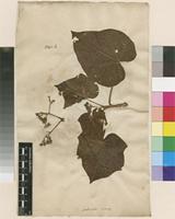 Filed as Jatropha curcas L. [family EUPHORBIACEAE]