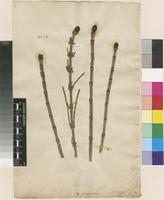 Lectotype of Equisetum fluviatile L. [family EQUISETACEAE]