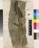 Lectotype of Asplenium nidus L. [family ASPLENIACEAE]