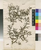 Filed as Galium aristatum L. [family RUBIACEAE]