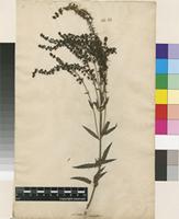Lectotype of Veronica paniculata L. [family PLANTAGINACEAE]