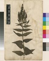 Lectotype of Veronica longifolia L. [family PLANTAGINACEAE]