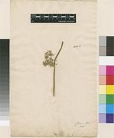 Lectotype of Juncus effusus L. [family JUNCACEAE]
