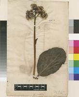 Lectotype of Saxifraga crassifolia L. [family SAXIFRAGACEAE]