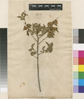 Lectotype of Spiraea chamaedryfolia L. [family ROSACEAE]