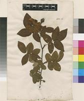 Lectotype of Rosa gallica L. var. gallica L. [family ROSACEAE]