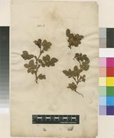 Lectotype of Rosa rubiginosa L. [family ROSACEAE]