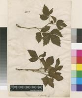 Lectotype of Rubus saxatilis L. [family ROSACEAE]