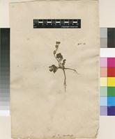 Lectotype of Potentilla canadensis L. [family ROSACEAE]