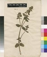 Lectotype of Stachys hirta L. [family LAMIACEAE]