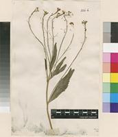 Lectotype of Cochlearia armoracia L. [family BRASSICACEAE]