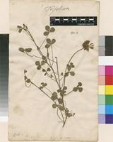 Lectotype of Trifolium repens L. [family FABACEAE]