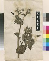 Lectotype of Sonchus oleraceus L. var. oleraceus L. [family ASTERACEAE]