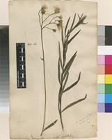 Filed as Hieracium umbellatum L. [family ASTERACEAE]