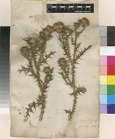 Lectotype of Carduus acanthoides L. [family ASTERACEAE]