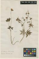 Filed as Geranium collinum Stephan ex Willd. [family GERANIACEAE]
