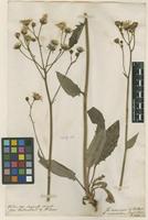 Filed as Hieracium maculatum Sm. [family ASTERACEAE]