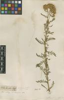 Filed as Achillea crithmifolia Waldst. & Kit. [family ASTERACEAE]