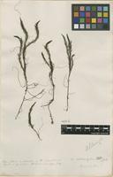 Filed as Myriophyllum indet. [family HALORAGACEAE]