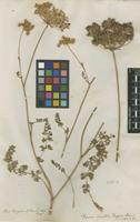 Filed as Daucus crinitus Desf. [family APIACEAE]