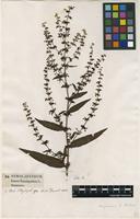 Filed as Rumex sanguineus L. [family POLYGONACEAE]
