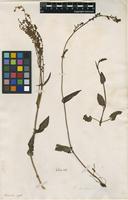 Filed as Rumex acetosa L. [family POLYGONACEAE]