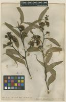 Filed as Eucalyptus haemastoma Sm. [family MYRTACEAE]