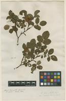 Filed as Rosa glaucophylla Ehrh. [family ROSACEAE]
