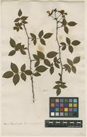 Filed as Rosa sempervirens L. [family ROSACEAE]