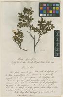 Filed as Rosa spinosissima L. [family ROSACEAE]