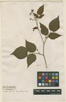 Filed as Rubus idaeus L. [family ROSACEAE]