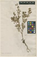 Filed as Potentilla supina L. [family ROSACEAE]
