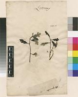 Filed as Quercus indet. [family FAGACEAE]