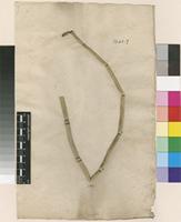 Filed as Equisetum hyemale L. [family EQUISETACEAE]