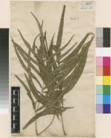 Lectotype of Pteris cretica L. [family PTERIDACEAE]