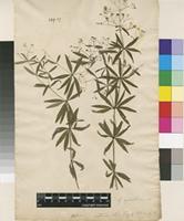 Filed as Galium aristatum L. [family RUBIACEAE]