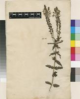 Lectotype of Veronica austriaca L. [family PLANTAGINACEAE]