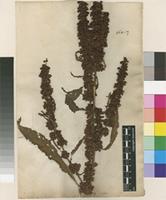Lectotype of Rumex crispus L. [family POLYGONACEAE]
