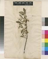 Filed as Prunus indet. [family ROSACEAE]