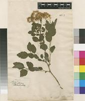 Filed as Spiraea indet. [family ROSACEAE]