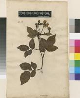 Filed as Rosa sempervirens L. [family ROSACEAE]