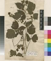 Lectotype of Rubus caesius L. [family ROSACEAE]