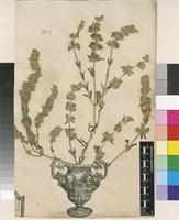 Lectotype of Betonica heraclea L. [family LAMIACEAE]