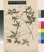 Lectotype of Geranium sibiricum L. [family GERANIACEAE]
