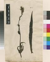 Lectotype of Lactuca canadensis L. [family ASTERACEAE]
