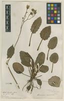 Filed as Hieracium murorum L. [family ASTERACEAE]