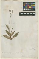 Filed as Hieracium maculatum Sm. [family ASTERACEAE]
