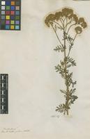 Filed as Achillea ochroleuca Ehrh. [family ASTERACEAE]