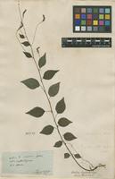 Filed as Urtica leptostachys Juss. ex Pers. [family URTICACEAE]